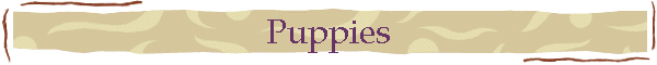 Puppies